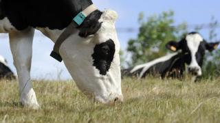 Vacas
