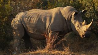 A white rhino in the South African bush