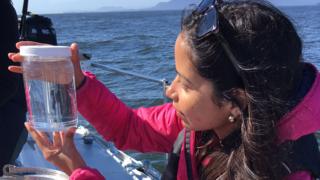 Laura Leiva observando muestras del agua marina en busca de microplásticos