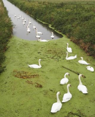 Swans in water