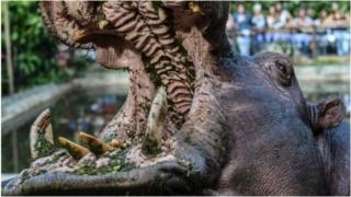 L'hippopotame, un animal très agressif, a des dents très tranchantes (photo d'archives).