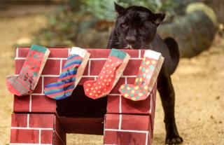 A black jaguar inspects Christmas stockings at Cali Zoo