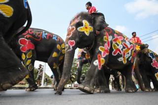 สงกรานต์ ช้าง อยุธยา