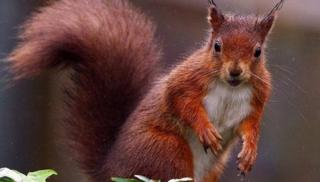 Red squirrel