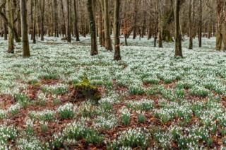 Snowdrops in a wood