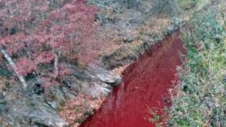 The river having turned red after the pigs were killed