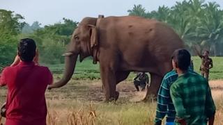 தனது செந்தங்களை தேடும் யானை 'சின்னத்தம்பி'