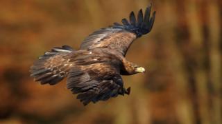 golden eagle