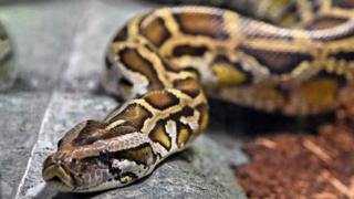 A reticulated python is seen in its enclosure at the Singapore Zoo's new Reptopia exhibit during a media preview on May 24, 2017.