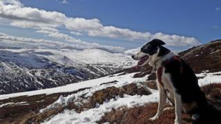 Nacho the Collie on Schiehallion