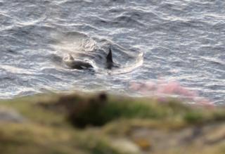 Orcas Mousa and Tide passing below Dunnet Head