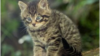 Cat-fiadhaich