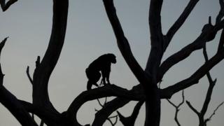 Silueta de un chimpancé