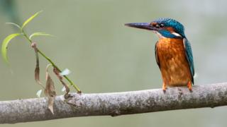 Kingfisher resting on a branch at Wolvercote Common