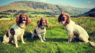 The three dogs sit on a hill