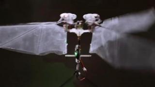 insect robot