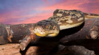 Indonesian woman's body found inside python, say reports - BBC News