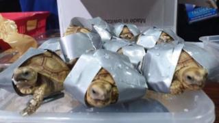 Reptil ini ditemukan di dalam koper yang ditinggal pemiliknya, masing-masing dilakban.