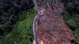 Jalanan membuka akses untuk deforestasi.