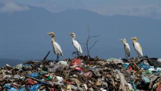 landfill