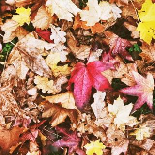 Leaves showing autumnal colours