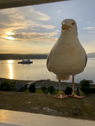 Rothesay gull