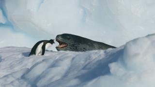 A gentoo penguin and a leopard seal