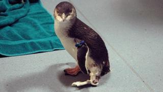 Волынки маленький синий пингвин с его новой ногой