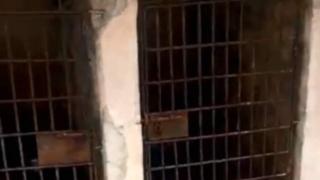 Mucichi godoo kana keessa tokkootti cufame ture