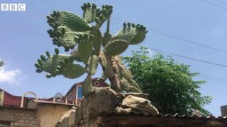 በለስ