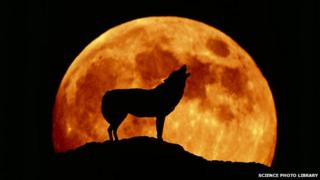 howling wolf