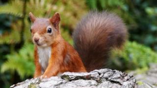 Red squirrel