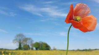 Poppy in Middle Barton
