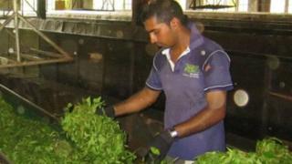 ශ්රී ලංකාවේ තේ කර්මාන්තය