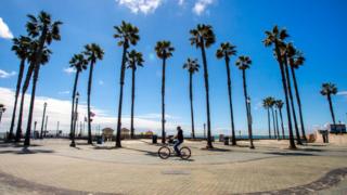 California palm trees