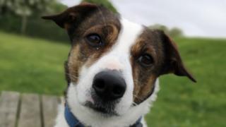 Rescue dog Smithy re-homed after four years at Hayle shelter - BBC News