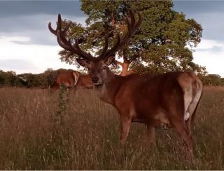 A red deer in a field