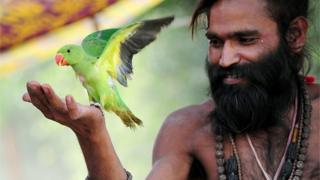 చిలక