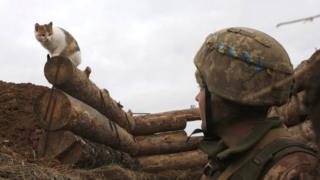 Кішка на передовій
