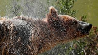Brown bear, file pic