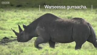 Warseessa