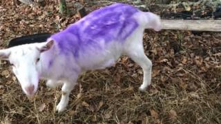 Sheep sprayed purple