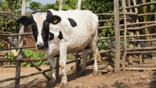 Cow for cage