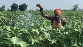 कीटकनाशकांची फवारणी करताना झालेल्या विषबाधेमुळे यवतमाळमधल्या 21 शेतकऱ्यांचा मृत्यू झाला होता.