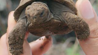 Tortuga bebé