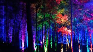 Enchanted Forest