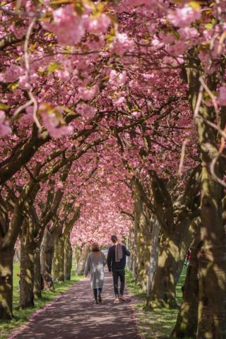 Couple under blossom