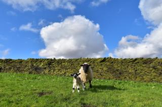 A sheep and lamb looking at the camera