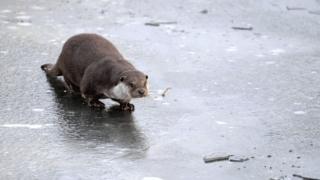 Otter