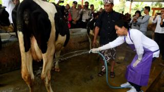 sapi